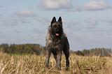 BOUVIER DES ARDENNES 250